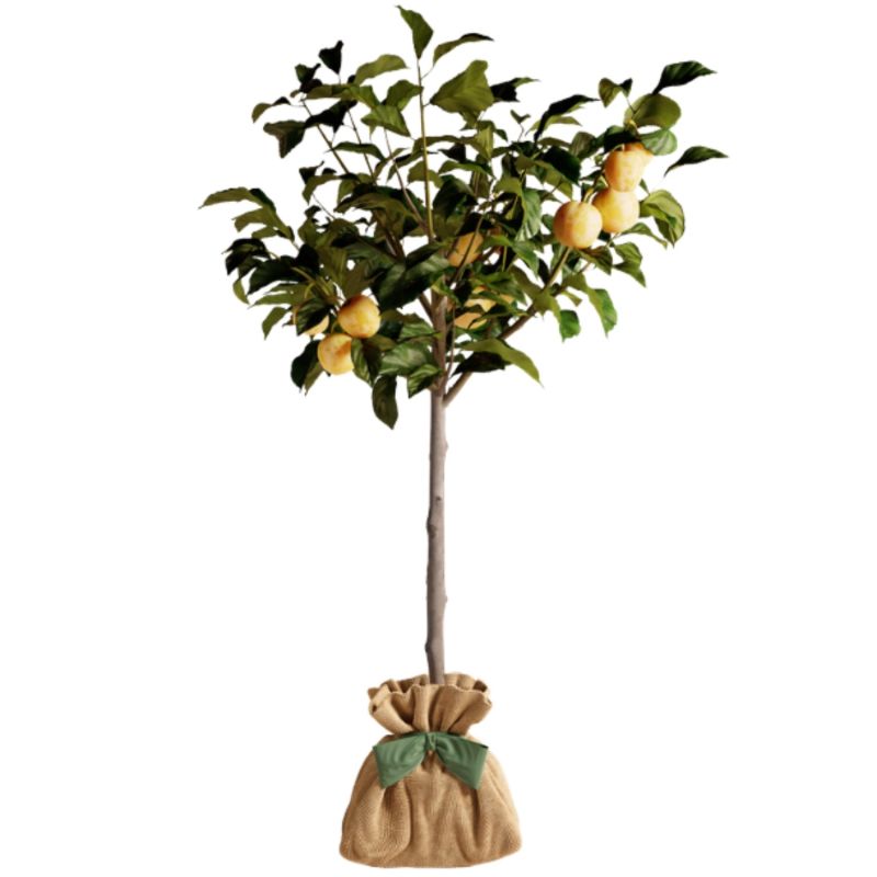 Arbre à offrir Prunier Reine Claude Dorée - Douceur et Générosité Juste un Arbre Produit 2