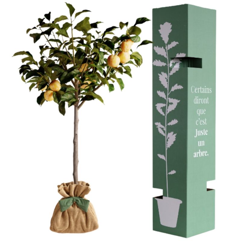 Arbre à offrir Prunier Reine Claude Dorée - Douceur et Générosité Juste un Arbre Produit 3