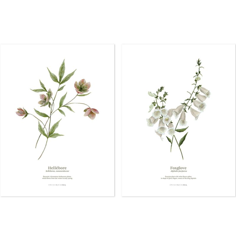 Lot de 2 affiches Hellébore & Foxglove (30 x 40 cm) Lilipinso
