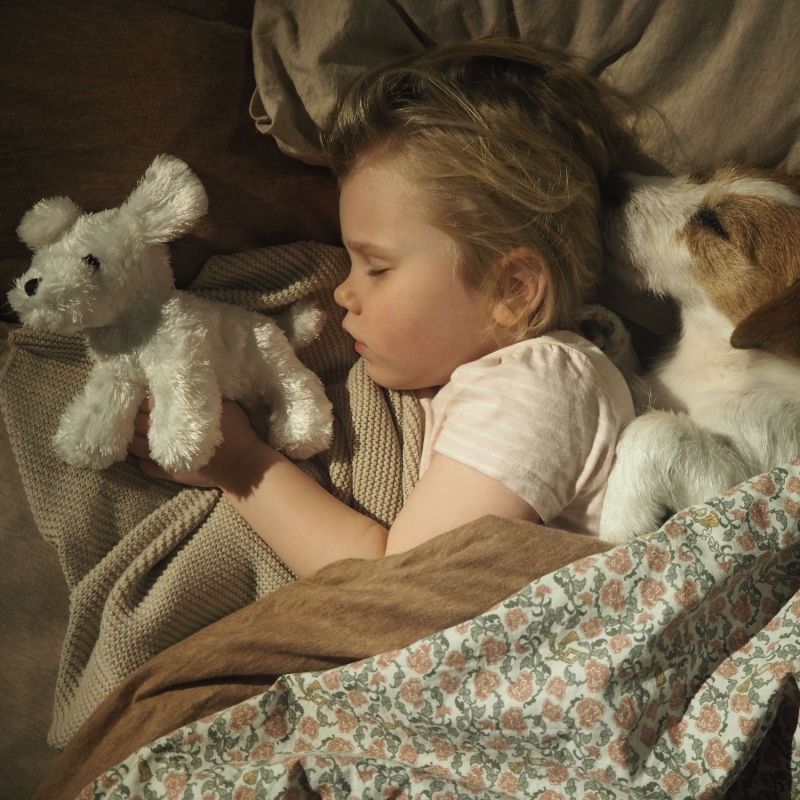 Petit chien avec son sac Jabadabado Ambiance 7