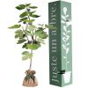 Arbre à offrir Figuier - Générosité et Douceur Juste un Arbre Produit 1