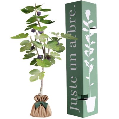 Arbre à offrir Figuier - Générosité et Douceur Juste un Arbre