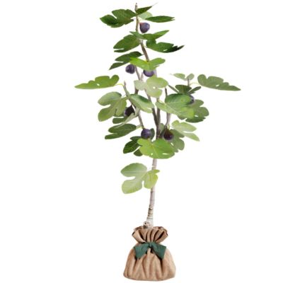 Arbre à offrir Figuier - Générosité et Douceur