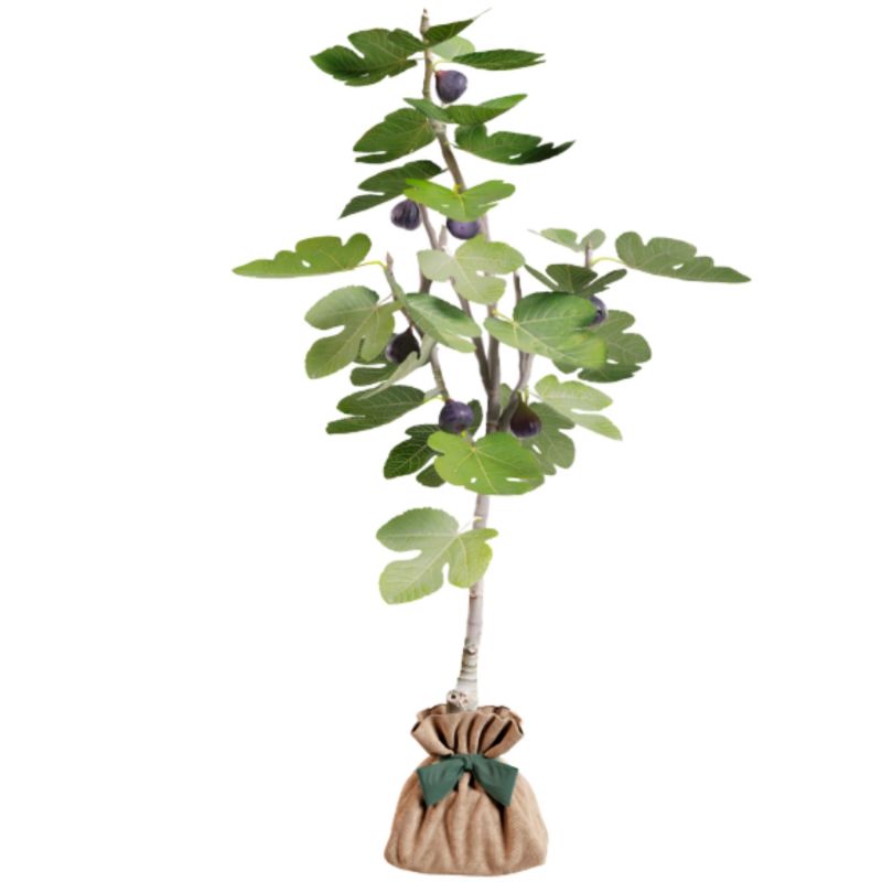 Arbre à offrir Figuier - Générosité et Douceur Juste un Arbre Produit 2