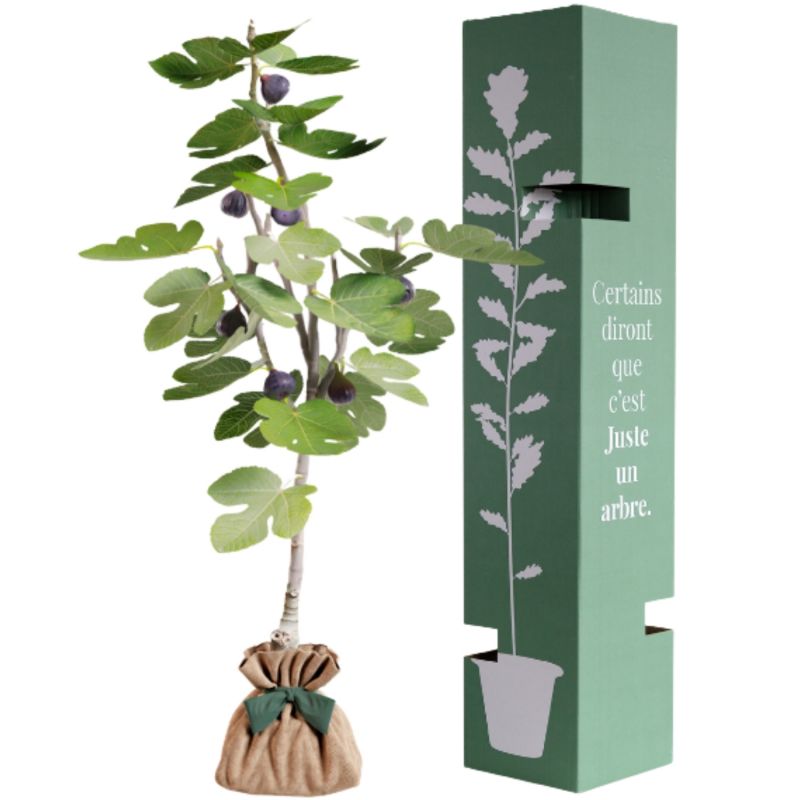 Arbre à offrir Figuier - Générosité et Douceur Juste un Arbre Produit 3