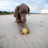 Balle rebondissante aquatique pour chien Fetch (6 cm) Waboba Ambiance 2