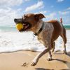 Balle rebondissante aquatique pour chien Fetch (6 cm) Waboba Ambiance 5