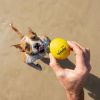 Balle rebondissante aquatique pour chien Fetch (6 cm) Waboba Ambiance 6