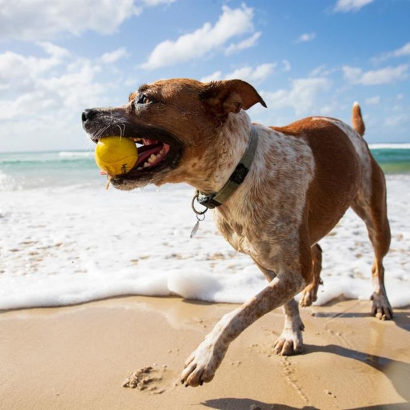 Balle rebondissante aquatique pour chien Fetch (6 cm) Waboba Ambiance 5
