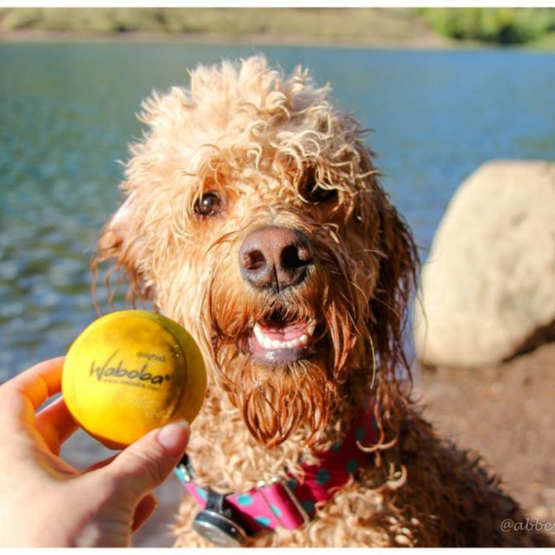 Balle rebondissante aquatique pour chien Fetch (6 cm) Waboba Ambiance 7