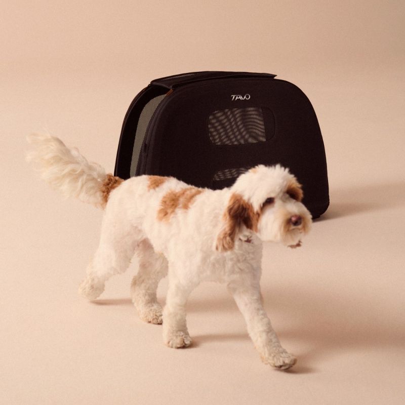 Caisse de transport pour animaux de compagnie CRISPIN L ONYX (jusqu'à 27,2 kg) Tavo Ambiance 6