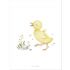 Affiche caneton Little duck (30 x 40 cm) - Lilipinso