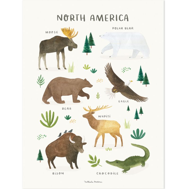 Affiche Animaux d'Amérique du Nord (30 x 40 cm) Lilipinso