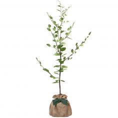 Arbre à offrir Hêtre Commun - Tolérance, Sagesse et Apprentissage