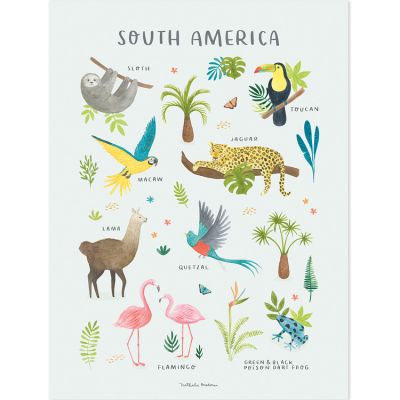 Affiche Animaux d'Amérique du Sud (30 x 40 cm)