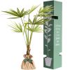 Arbre à offrir Palmier de Chine - Force & Elégance Juste un Arbre Produit 3