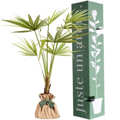 Arbre à offrir Palmier de Chine - Force & Elégance Juste un Arbre