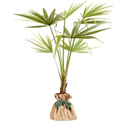 Arbre à offrir Palmier de Chine - Force & Elégance