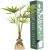 Variation -- du produit Arbre à offrir Palmier de Chine - Force & Elégance de la marque Juste un Arbre