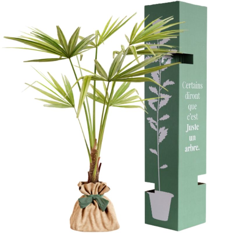 Arbre à offrir Palmier de Chine - Force & Elégance Juste un Arbre Produit 3