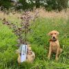 Arbre de naissance Hêtre Pourpre  par Juste un Arbre