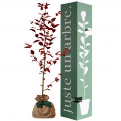Arbre à offrir Hêtre Pourpre - Majesté et Sagesse - Juste un Arbre