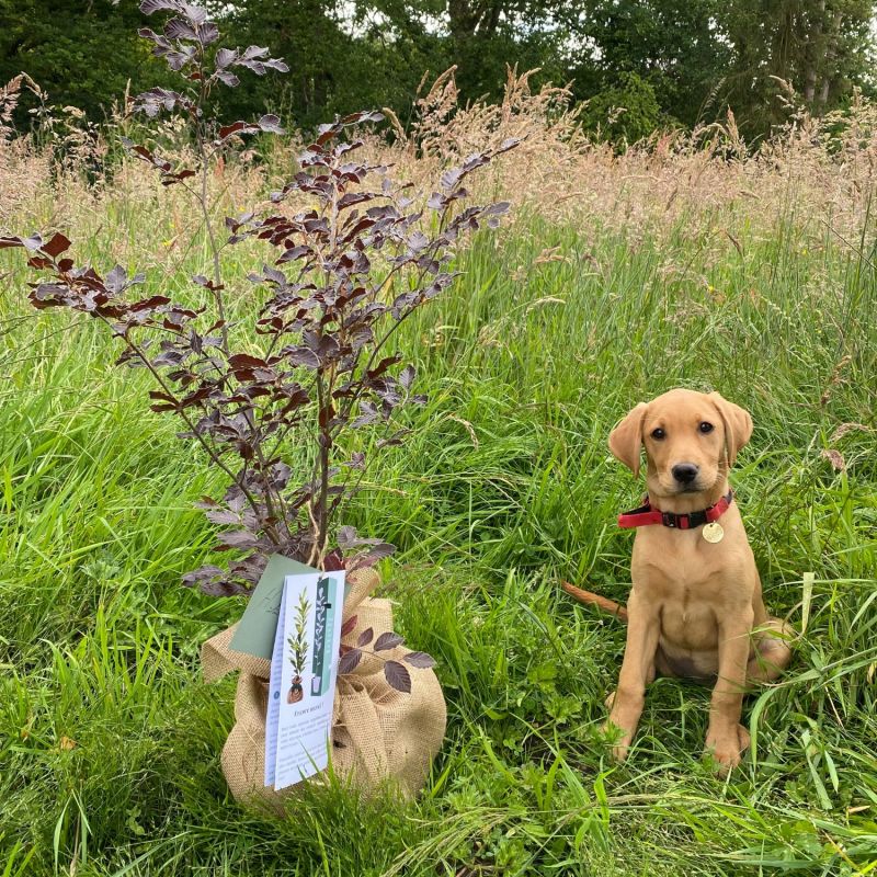 Image d'ambiance de présentation du produit Arbre à offrir Hêtre Pourpre - Majesté et Sagesse - Juste un Arbre