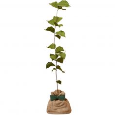 Arbre à offrir Noisetier Commun - Sagesse et Inspiration