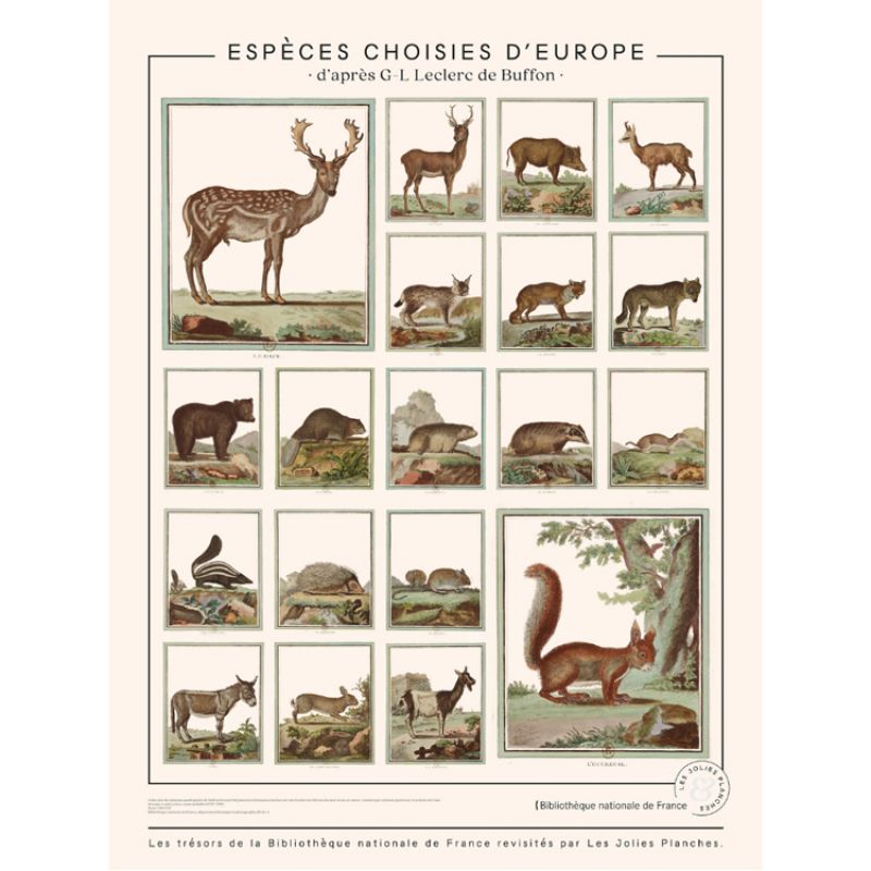Planche Animaux de Buffons - espèces choisies d'Europe (60 x 80 cm) les jolies planches