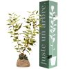 Arbre de naissance Cornouiller Blanc  par Juste un Arbre