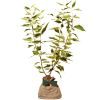 Arbre de naissance Cornouiller Blanc  par Juste un Arbre