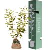 Arbre de naissance Cornouiller Blanc  par Juste un Arbre