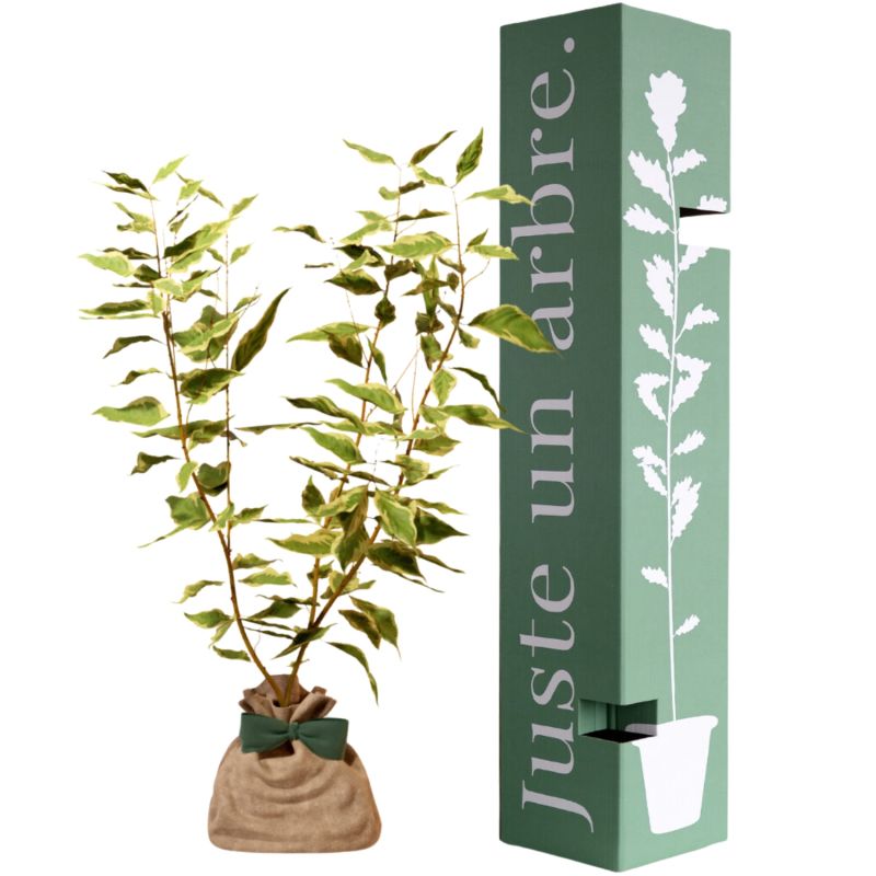Arbre à offrir Cornouiller Blanc - Transformation et Renouveau Juste un Arbre
