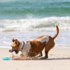 Frisbee en caoutchouc pour chien Jetwag (20 cm) Waboba Ambiance 8