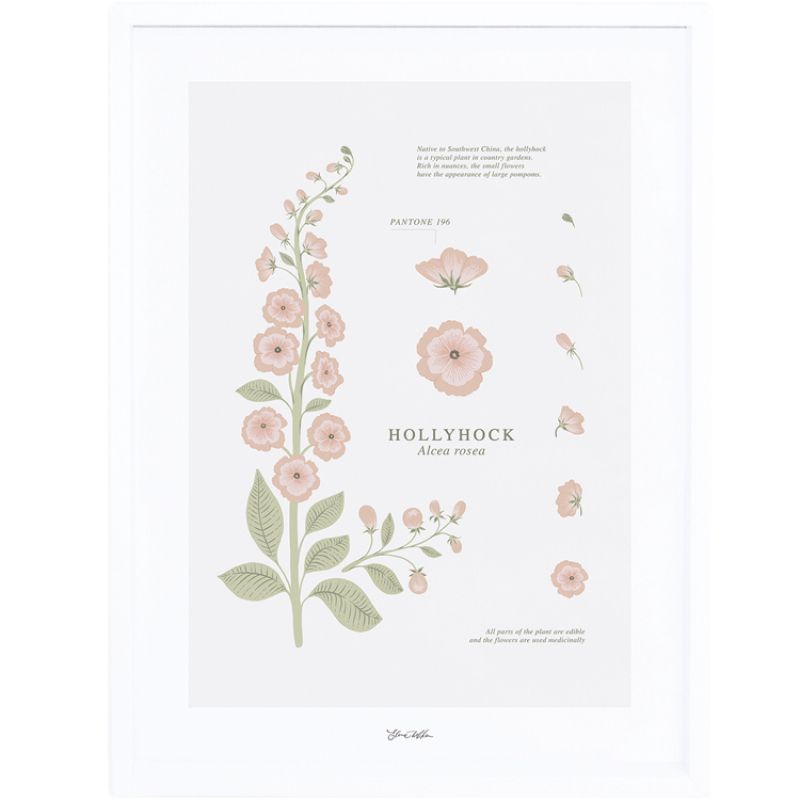 Affiche encadrée fleur Hollyhock (30 x 40 cm) Lilipinso