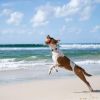 Balle rebondissante pour chien Tailwind (6,5 cm) Waboba Ambiance 4
