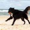Balle rebondissante pour chien Tailwind (6,5 cm) Waboba Ambiance 9