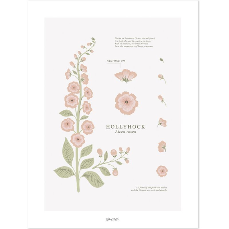 Affiche fleur Hollyhock (30 x 40 cm) Lilipinso