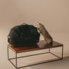 Siège auto et caisse de transport pour animaux de compagnie MAEVE SMALL FLEX ONYX Tavo Ambiance 1