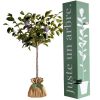 Arbre à offrir Prunier Quetsche d'Alsace - Authenticité et Fidélité Juste un Arbre Produit 1
