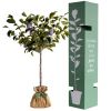 Arbre à offrir Prunier Quetsche d'Alsace - Authenticité et Fidélité Juste un Arbre Produit 3
