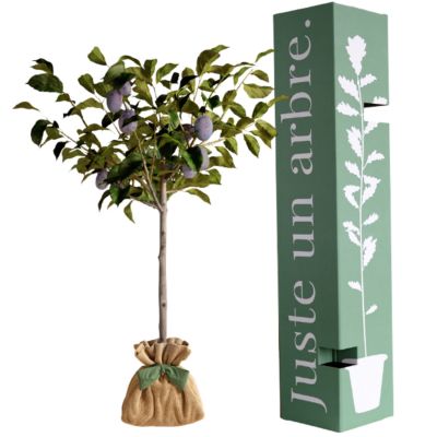 Arbre à offrir Prunier Quetsche d'Alsace - Authenticité et Fidélité Juste un Arbre