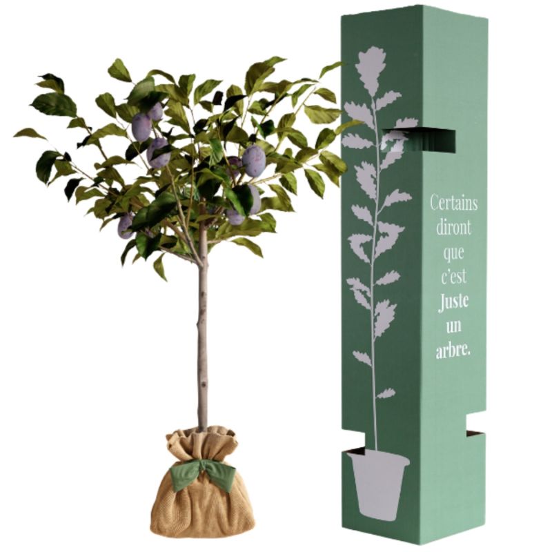 Arbre à offrir Prunier Quetsche d'Alsace - Authenticité et Fidélité Juste un Arbre Produit 3