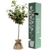 Arbre à offrir Cerisier Bigarreau - Joie et Abondance Juste un Arbre Produit 3