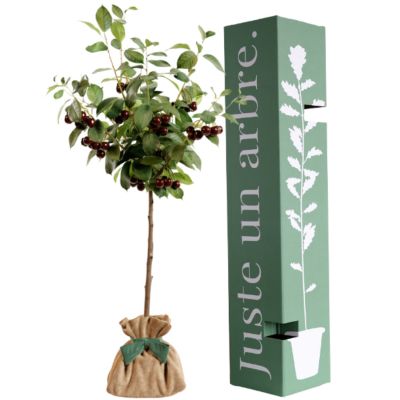 Arbre à offrir Cerisier Bigarreau - Joie et Abondance Juste un Arbre
