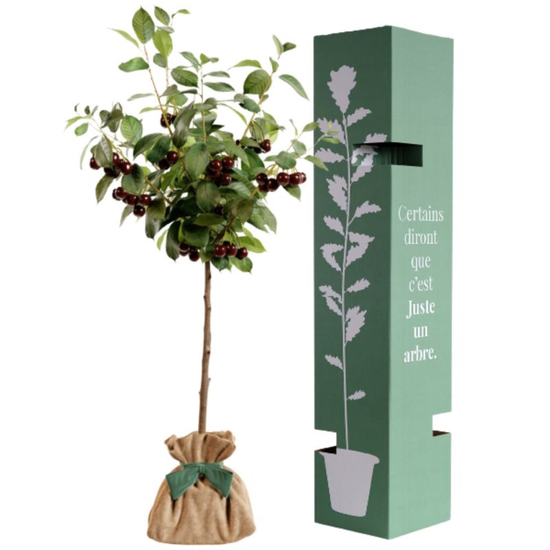 Arbre à offrir Cerisier Bigarreau - Joie et Abondance Juste un Arbre Produit 3