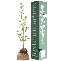Arbre à offrir Saule Blanc - Flexibilité et Résilience - Juste un Arbre