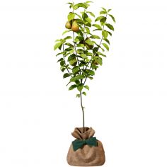 Arbre à offrir Poirier Conférence - Longévité, Prospérité et Abondance