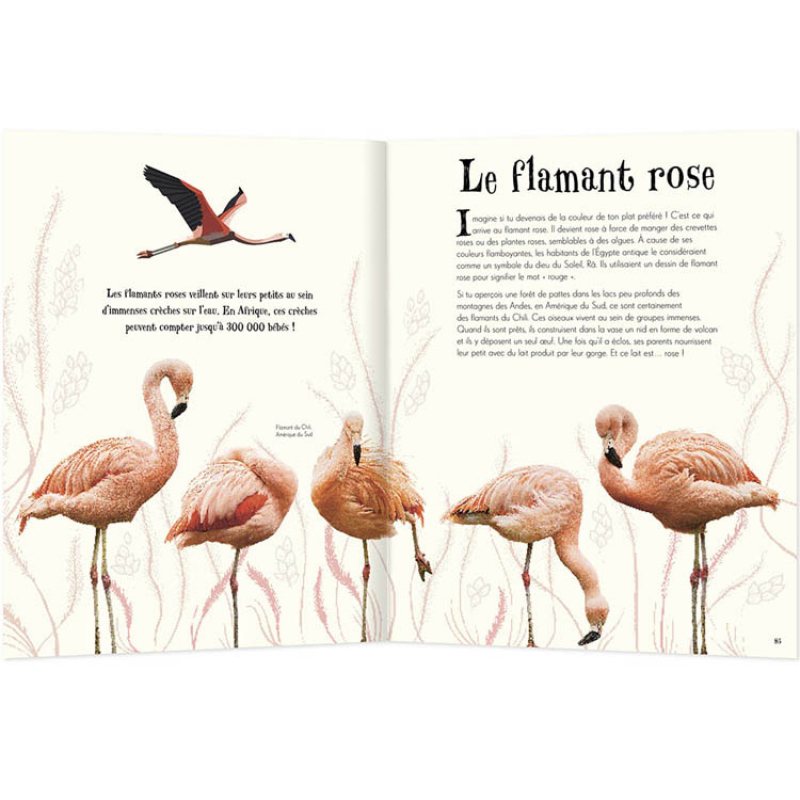 Livre L'anthologie illustrée des animaux fascinants (Auzou Editions) - Image 3